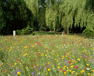 822067 Afbeelding van een veldje met bloeiende bloemen op de 1e Algemene Begraafplaats Soestbergen (Gansstraat) te ...